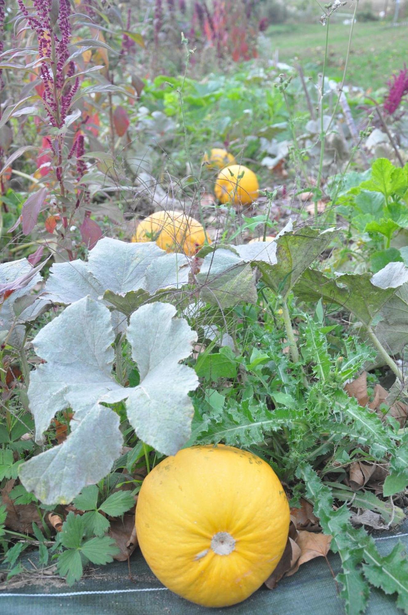 La Source, Vegetarian Guest House Chabeuil Dış mekan fotoğraf